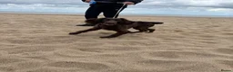 Sprocker dogs for sale: 8 month old chocolate Sprocker spaniel  - Advert 2