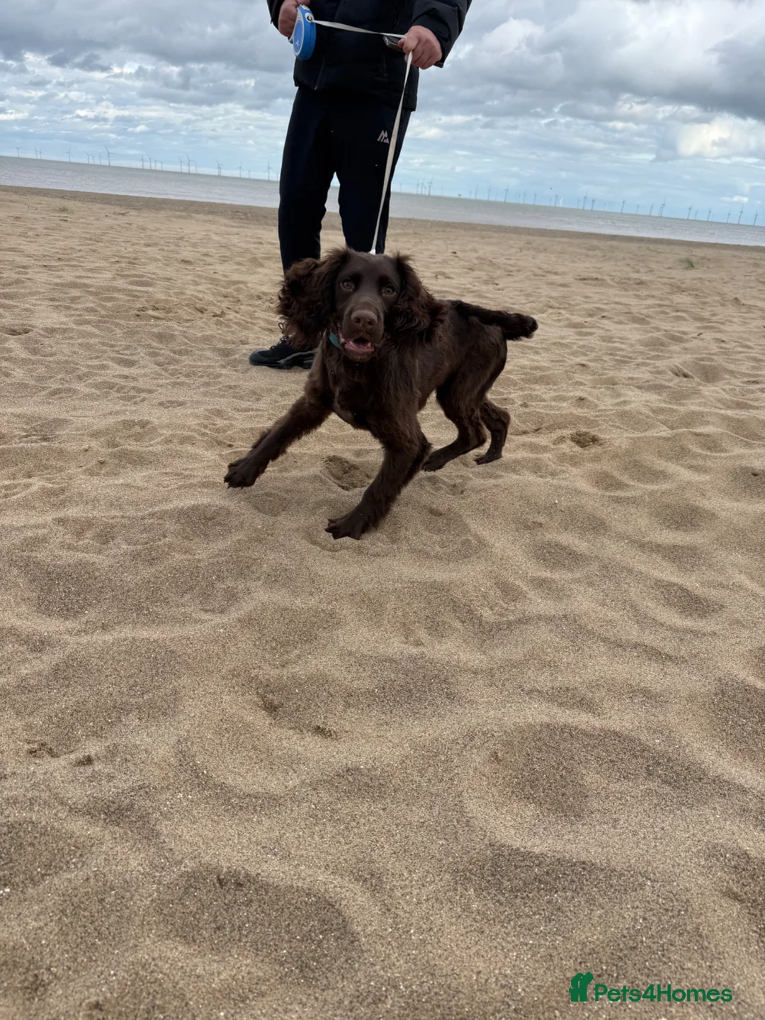 Sprocker dogs for sale: 8 month old chocolate Sprocker spaniel  - Advert 2