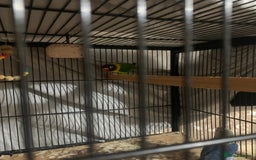 Lovebirds birds for sale: Pair of lovebirds - Image 3