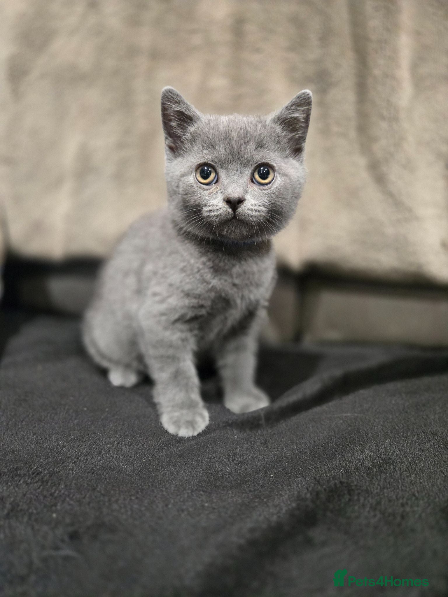 British Shorthair cats British Shorthair kittens READY NOW - Advert 13