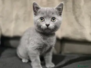 British Shorthair cats British Shorthair kittens READY NOW - Advert 15