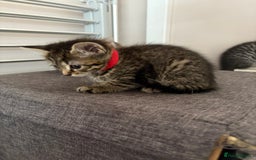 Mixed Breed cats for sale: Silver & brown British shorthair / bengal kittens  - Image 24