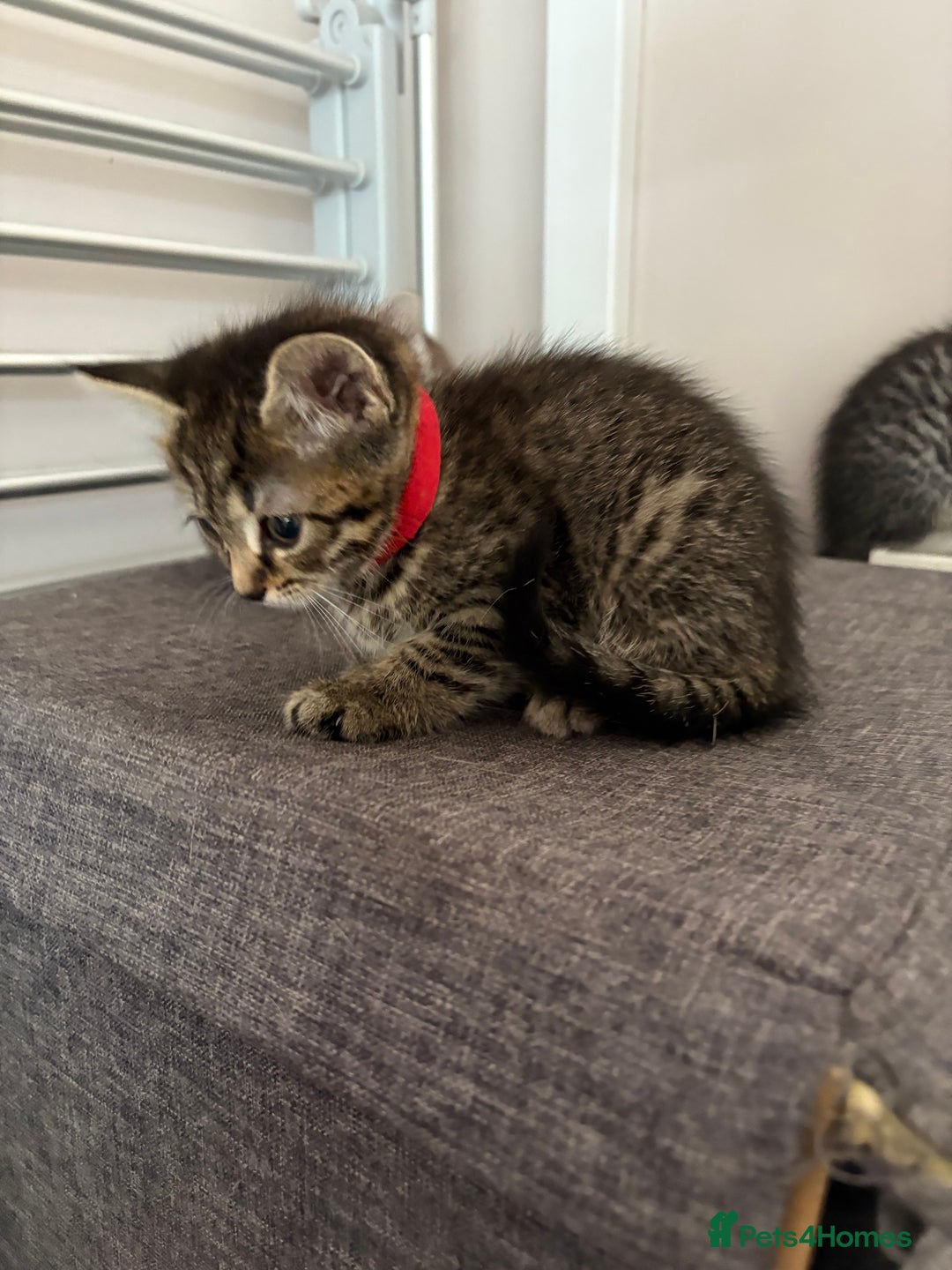 Mixed Breed cats for sale: Silver & brown British shorthair / bengal kittens  - Image 24
