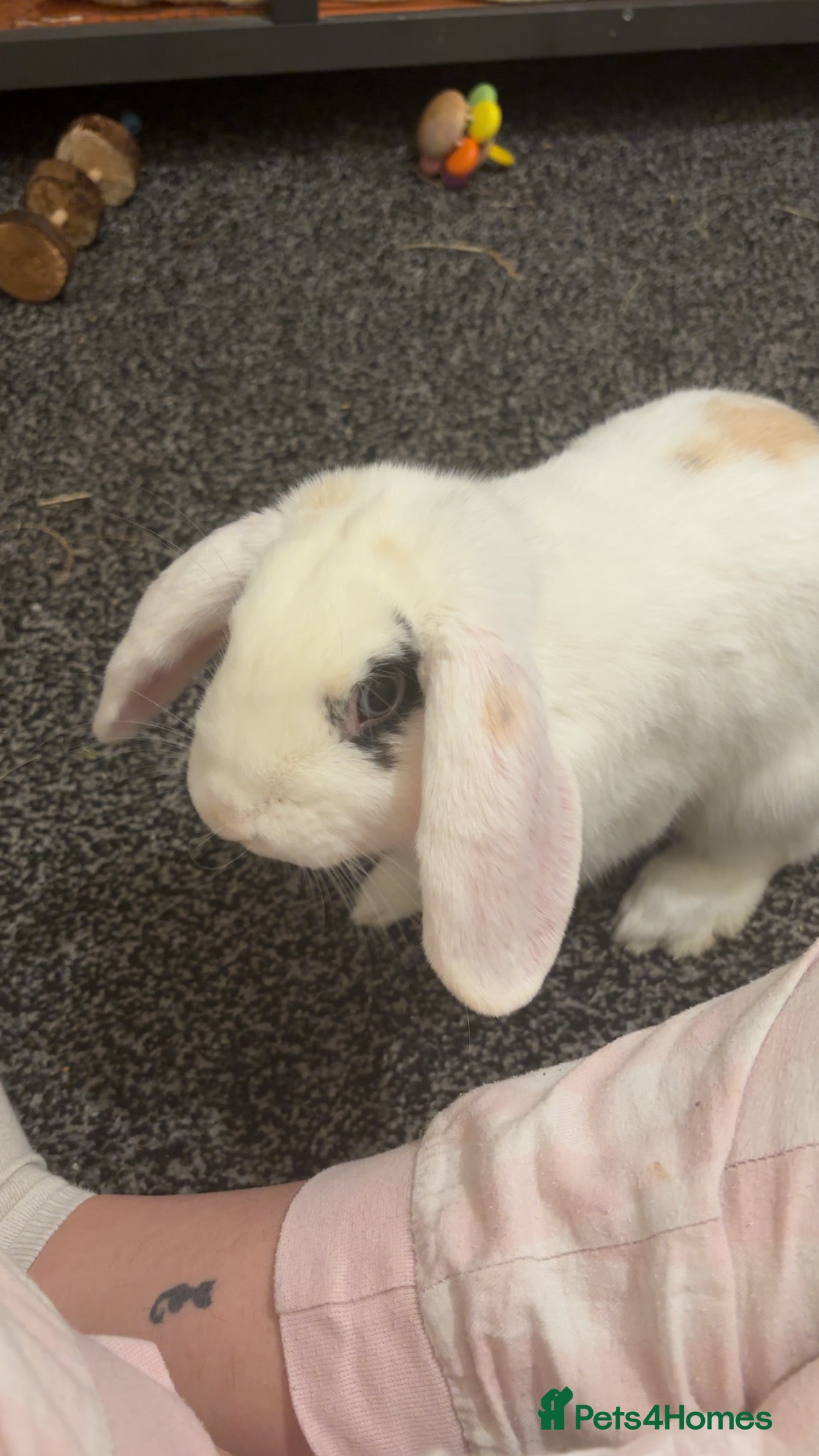 Mini Lop rabbits Mini Lop Bunny  - Advert 1