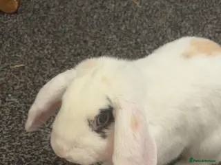 Mini Lop rabbits Mini Lop Bunny - Advert 1