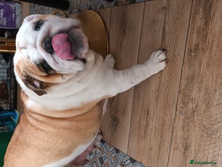 English Bulldog dogs - Advert 1