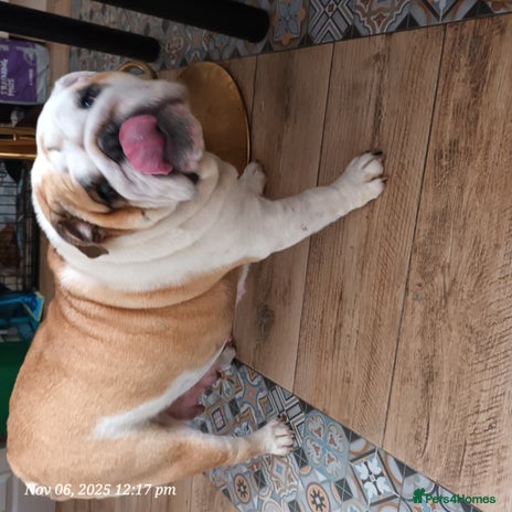 English Bulldog dogs - Advert 1