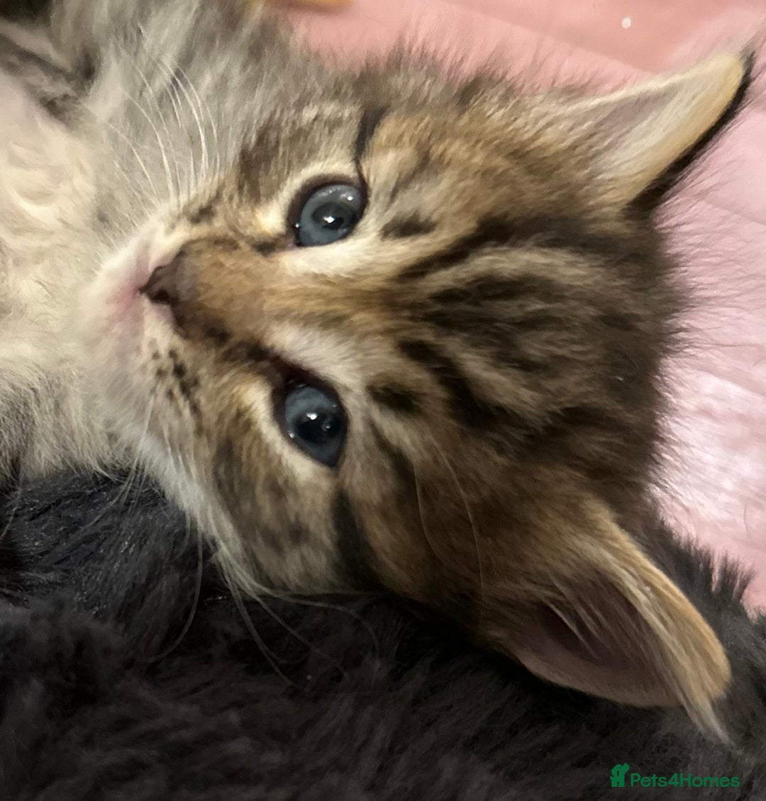 Mixed Breed cats for sale: Social loving ragdoll cross fluffy black blue eyes - Image 9