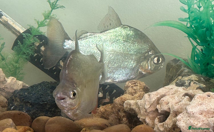 Cichlids fish - Advert 12