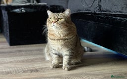 Scottish Fold cats for sale: Scotish Fold for Sale! Summer Holiday baby's! - Image 26