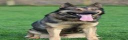 German Shepherd dogs for sale: Trained family gsd male - Advert 4
