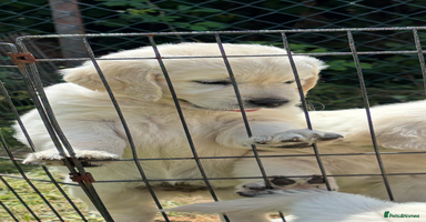 Golden Retriever dogs - Advert 8