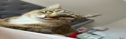Mixed Breed cats for sale: Tabby male  - Advert 6