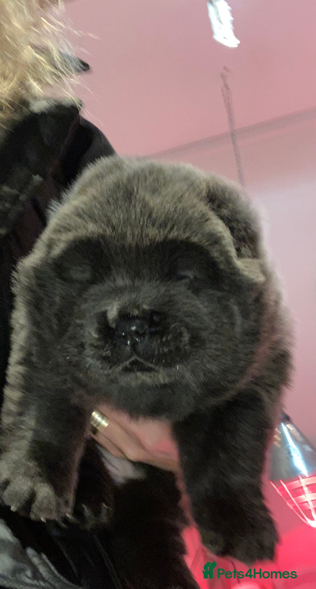 Chow Chow dogs for sale: Stunning kc chow chow  - Advert 17