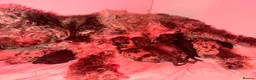 Cockapoo dogs for sale: Stunning toy F1bbb cockerpoo  in Swansea - Advert 11