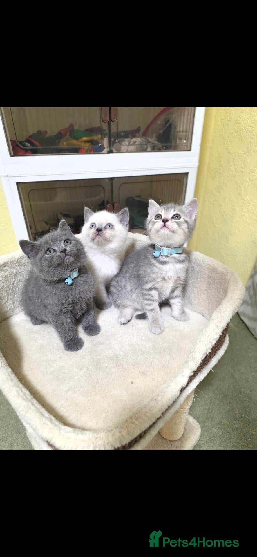 British Shorthair cats British shorthair little boy 💙 - Advert 6
