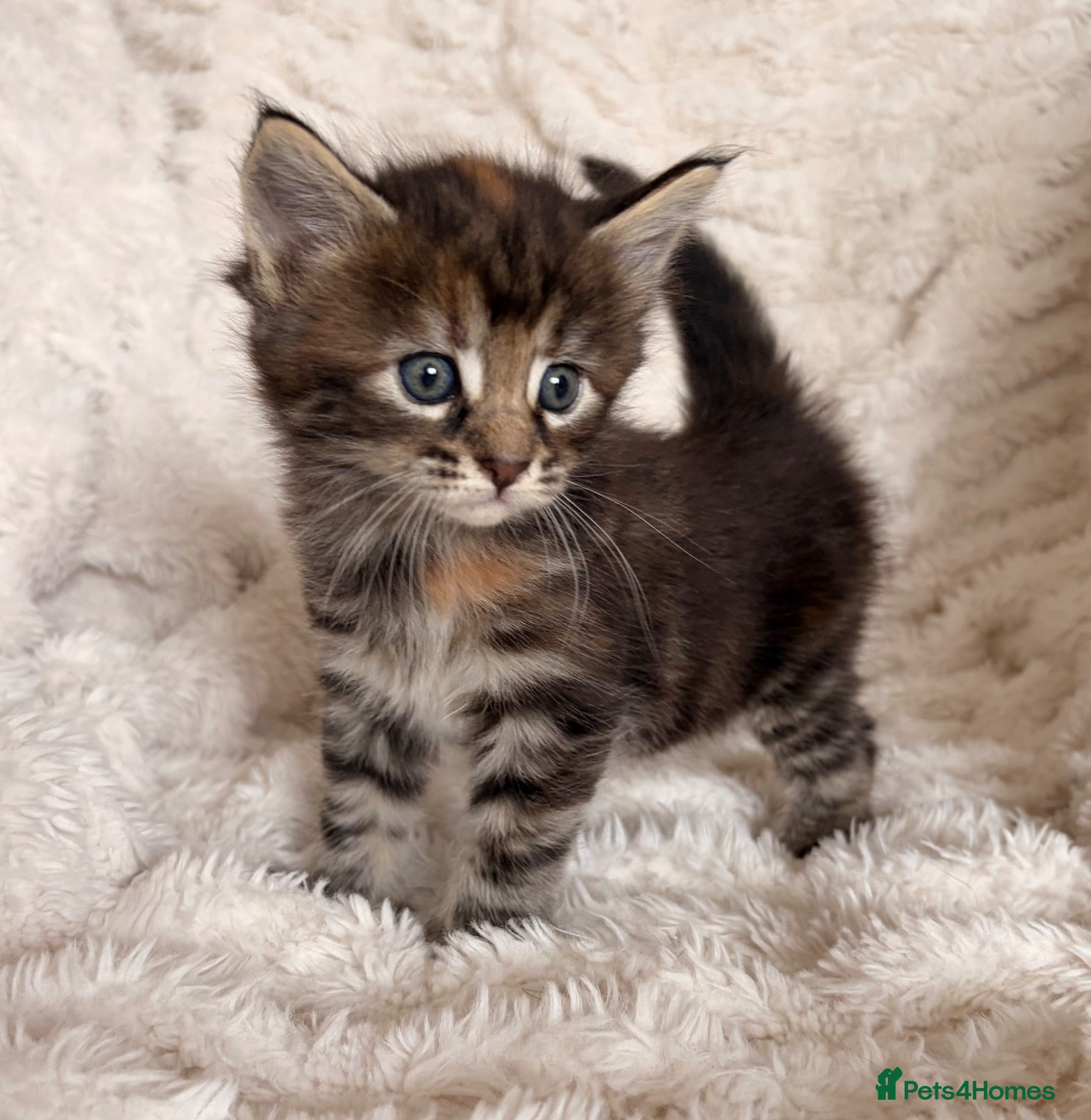 Maine Coon cats Maine coon kittens ready to reserve  - Advert 1