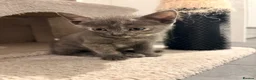 Mixed Breed cats for sale: Female cat grey  in Stoke-on-Trent - Advert 3