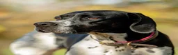 Pointer dogs for sale: Gorgeous KC reg Pointer Puppies in Maidstone - Advert 12