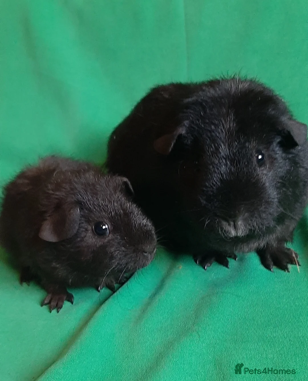 Guinea Pig rodents for sale: Guinea pig baby girls  - Advert 2