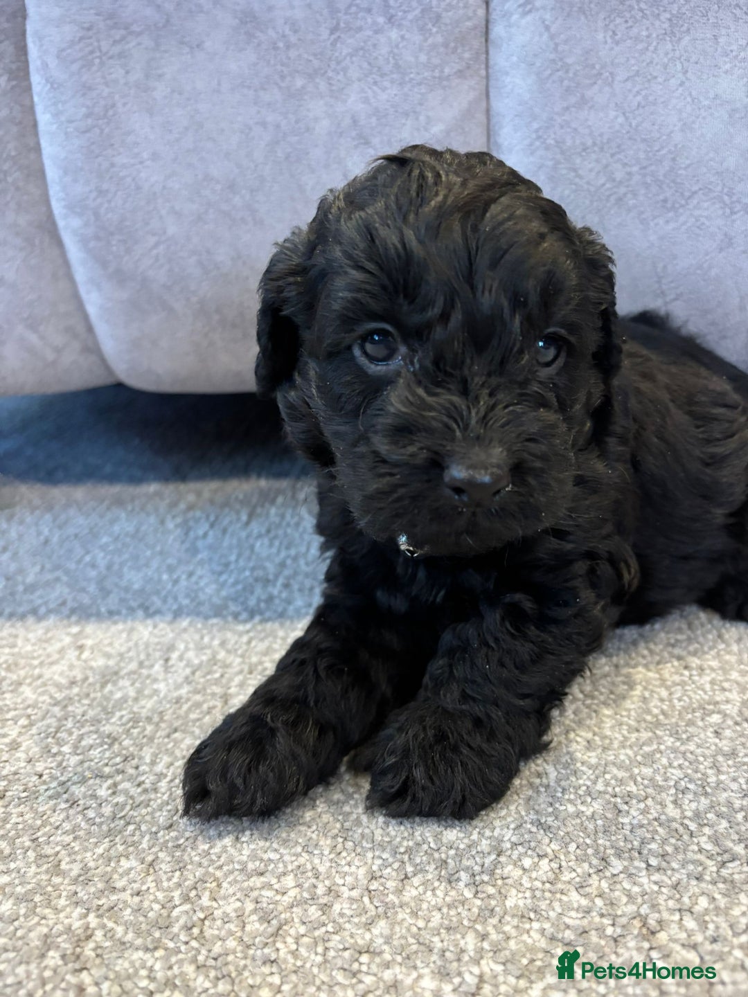 Cockapoo dogs for sale: Six stunning cockapoo puppies - Advert 11