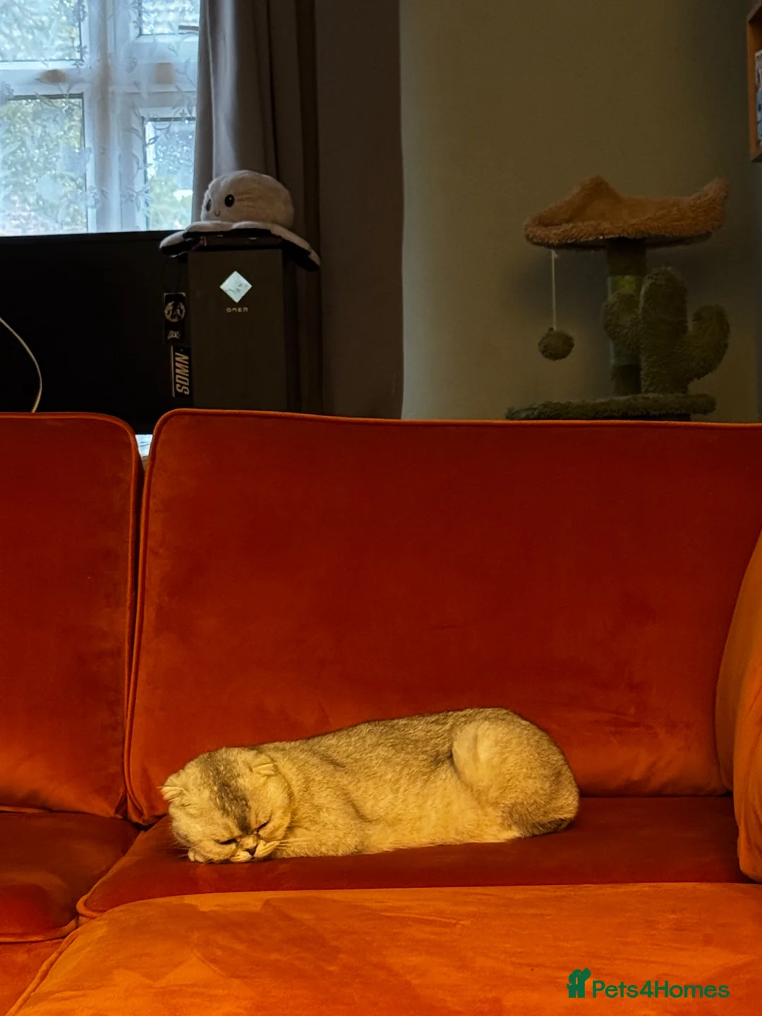 Scottish Fold cats for sale: 2 Year Old Scottish Fold Female - Advert 2