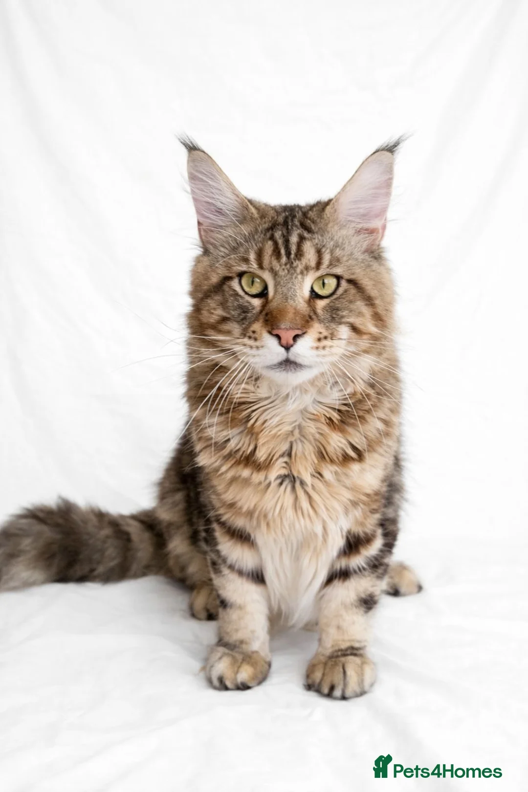 Maine Coon cats for sale: Beautiful Silver tabby Maine coon girls - Advert 3