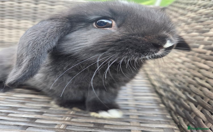Mini Lop rabbits - Advert 14