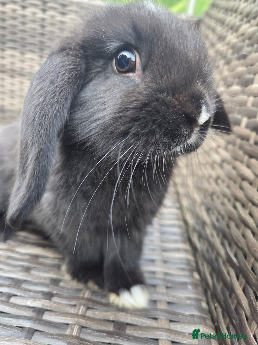 Mini Lop rabbits for sale:  The last two rabbits have been reserved Mini Lops - Image 1