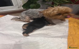 Yorkshire Terrier dogs for sale: Yorkishire Terrier puppy - Image 2