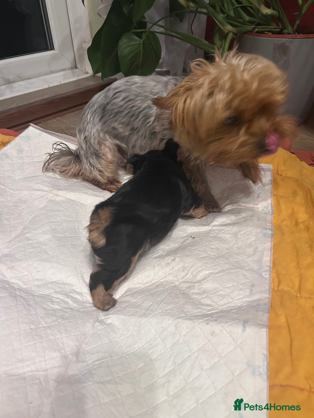 Yorkshire Terrier dogs for sale: Yorkishire Terrier puppy - Image 2