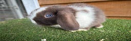 Mini Lop rabbits for sale: Litter of pure mini lop babies - Advert 4