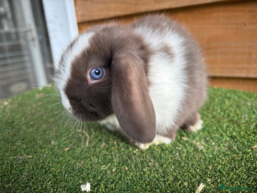 Mini Lop rabbits for sale: Litter of pure mini lop babies - Advert 4