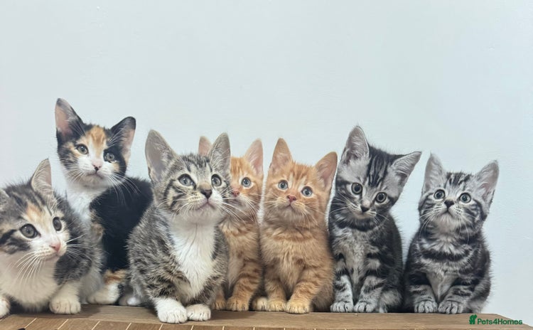 Mixed Breed cats  kittens  - Advert 1