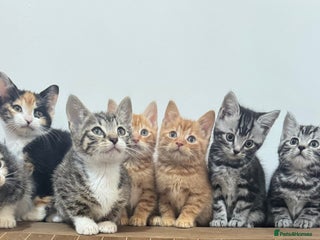 Mixed Breed cats kittens - Advert 2