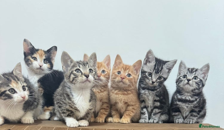 Mixed Breed cats kittens - Advert 1