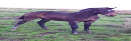 Other Breed horses for sale: Unbroken 16’2 German warmblood x Appaloosa  - Advert 4