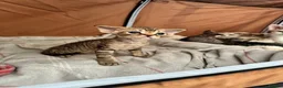 Devon Rex cats for sale: 2026 Devon Rex litters  - Advert 4