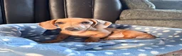 Miniature Dachshund dogs for sale: Isabella miniature Dachshund - Advert 9