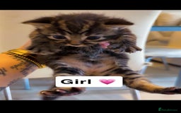 Mixed Breed cats for sale: Mixed breed kittens  - Image 4