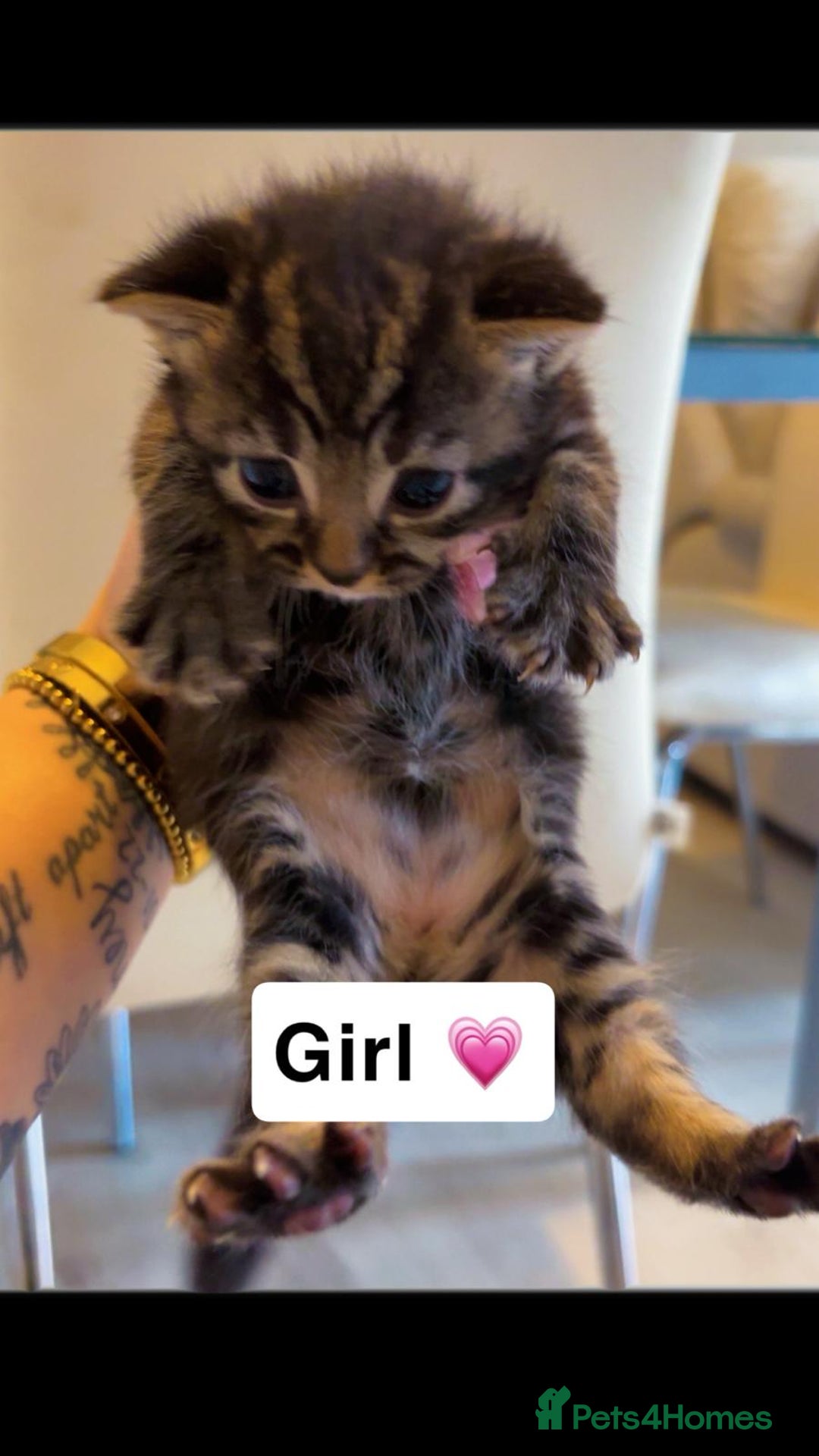 Mixed Breed cats for sale: Mixed breed kittens  - Image 4