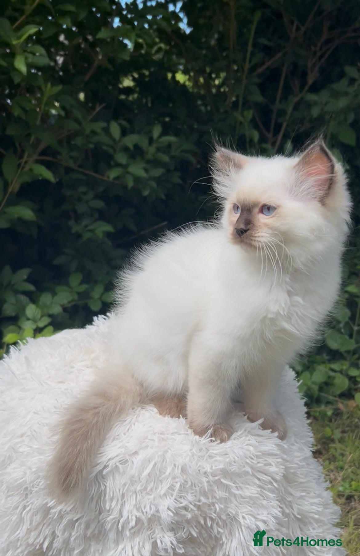 Ragdoll cats 🤎 Chocolate Point Ragdoll kitten 🤎 - Advert 1