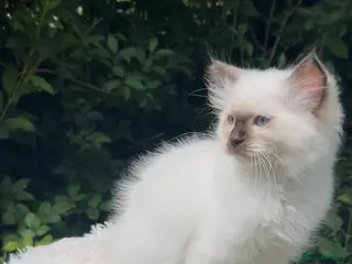 Ragdoll cats 🤎 Chocolate Point Ragdoll kitten 🤎 - Advert 1