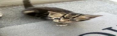 Norwegian Forest Cat 4