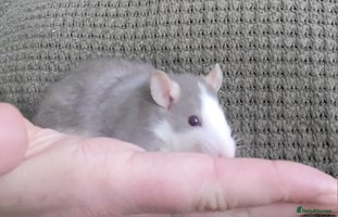 Rat rodents Mixed baby rats - Advert 9