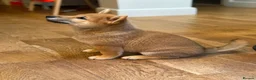 Japanese Shiba Inu dogs for sale: Exceptional Shiba Inu Puppies for Sale in London - Advert 2
