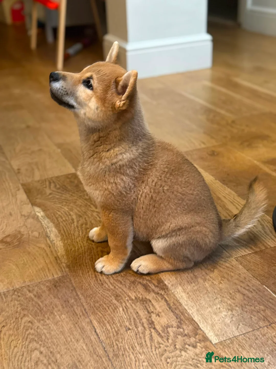 Japanese Shiba Inu dogs for sale: Exceptional Shiba Inu Puppies for Sale in London - Advert 2