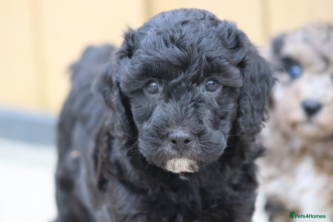 Cavapoochon dogs for sale: Beautiful Cavapoochon puppies for sale - Image 36