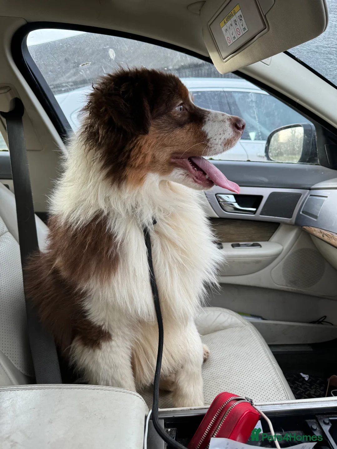 Australian Shepherd dogs for sale: Fully health tested KC registered Aussie shepherd - Advert 14