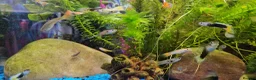 Other/Mixed Breed fish for sale: Guppies in Liverpool - Advert 11